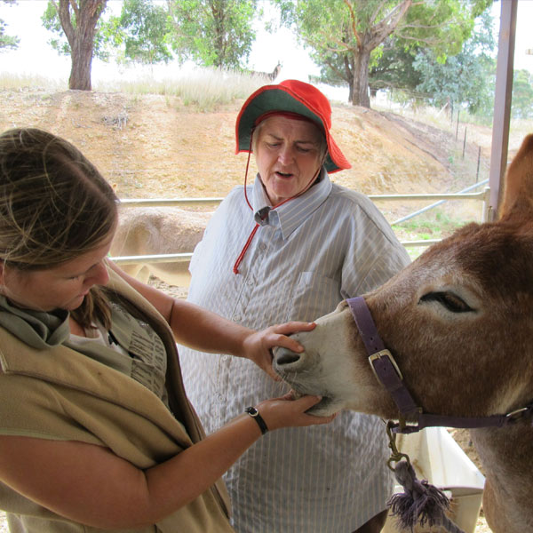 Checking the teeth of a donkey