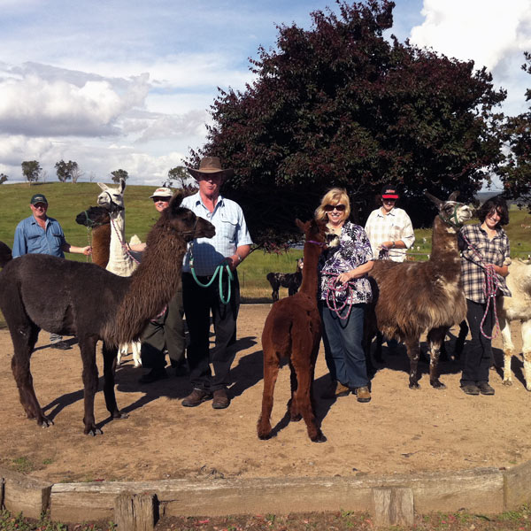 Help at our tiny llama farm and be creative in own pottery in Feldkirchen,  Austria