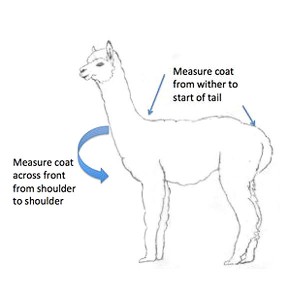 Shearing – Alpaca Magic